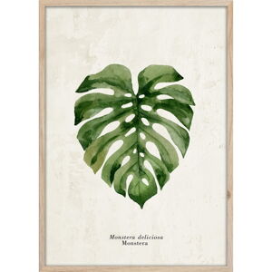 Plagát v ráme 50x70 cm Monstera - Styler